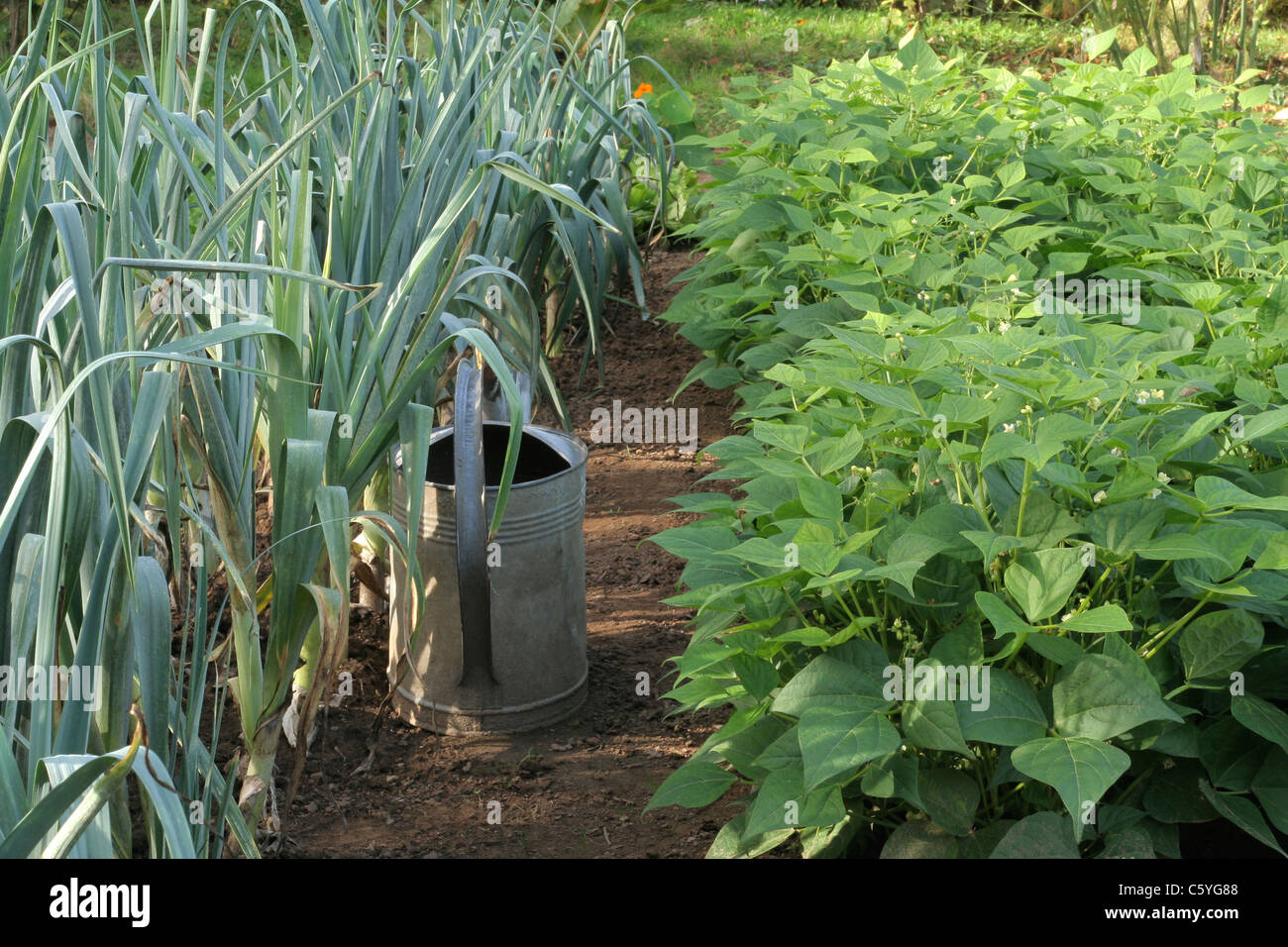 Mixed beds of leeks, variety : Blue of Solaise (Allium porrum) and green beans (phaseolus vulgaris), a zinc watering can. Stock Photo