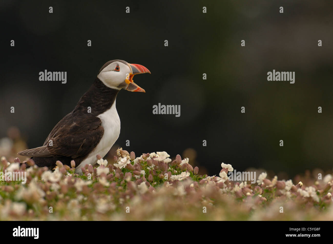 PUFFIN Fratercula arctica  An adult yawning/calling as it stands among coastal flowers. May.  Skomer Island, Wales, UK Stock Photo