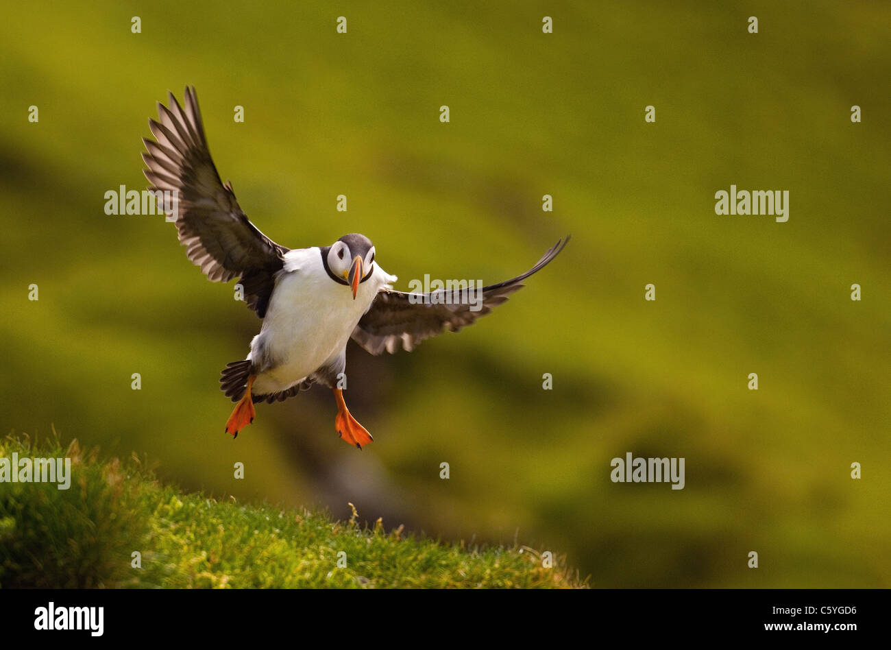 PUFFIN Fratercula arctica  An adult brakes as it comes in to land on a grassy bank Shetland Islands, Scotland, UK Stock Photo