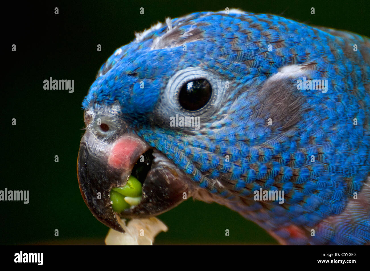 Rainbow Lorikeet photographed at the Jurong Birds Park of Singapore