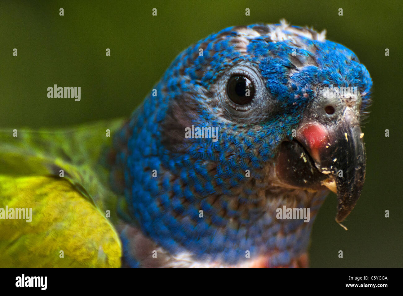 Rainbow Lorikeet photographed at the Jurong Birds Park of Singapore