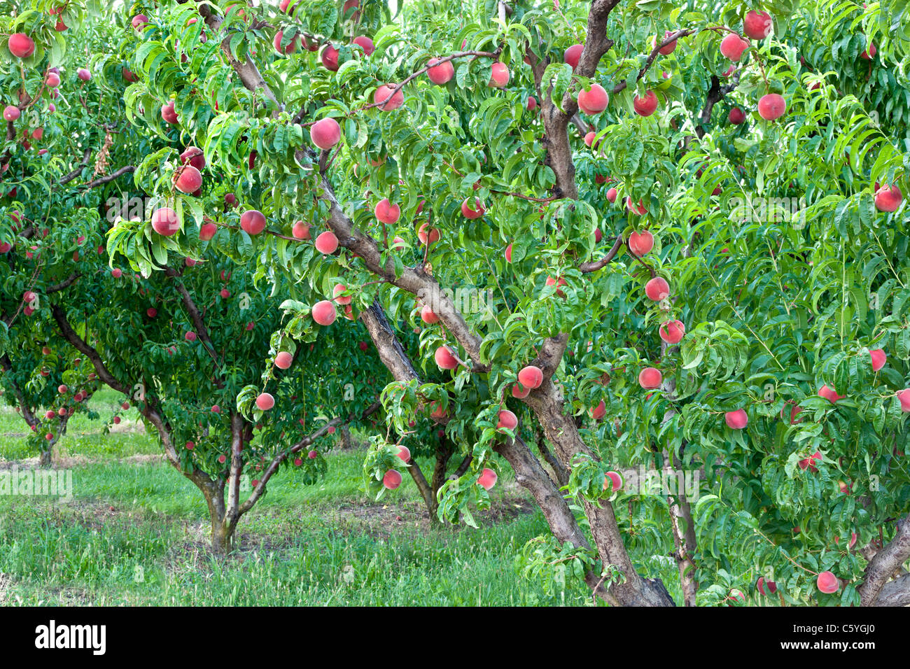 Peach tree bearing fruit 'White Lady, Stock Photo