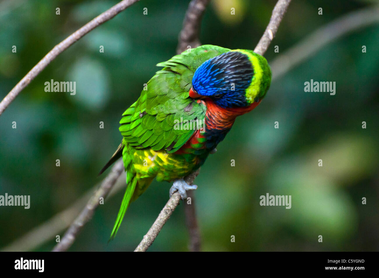 Rainbow Lorikeet photographed at the Jurong Birds Park in Singapore