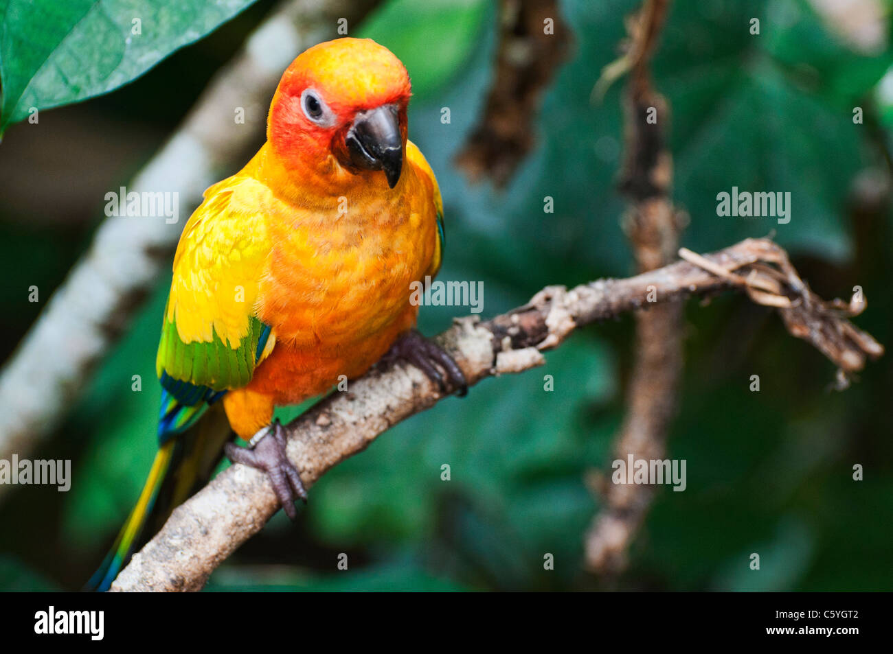 Sun conure parakeets, Arantinga Solstitialis, Jurong Birds Park