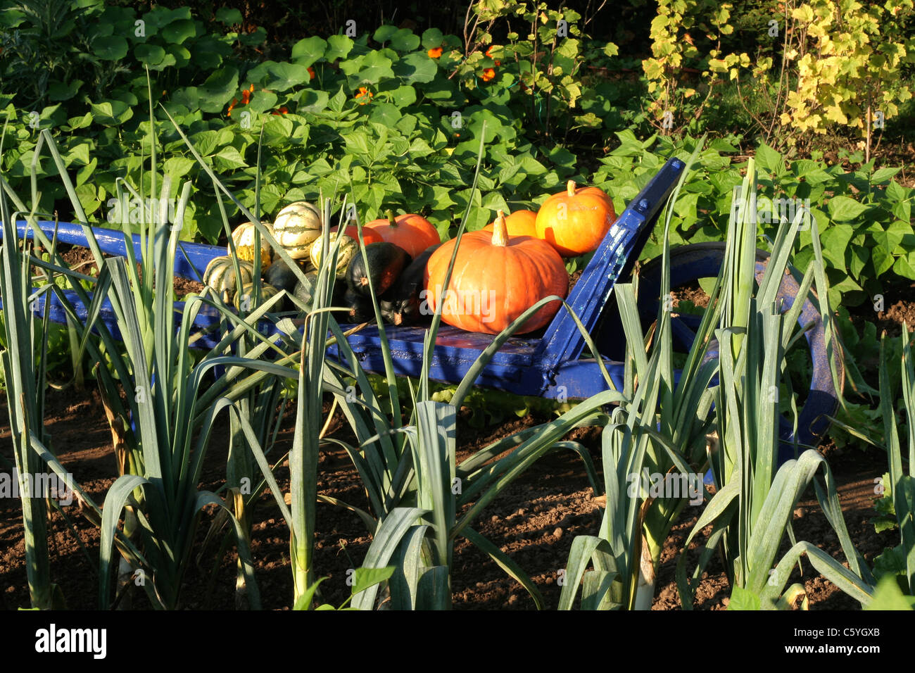 Leeks (Variety Bleu de Solaise), wheelbarrow with Pumpkins (Rouge d