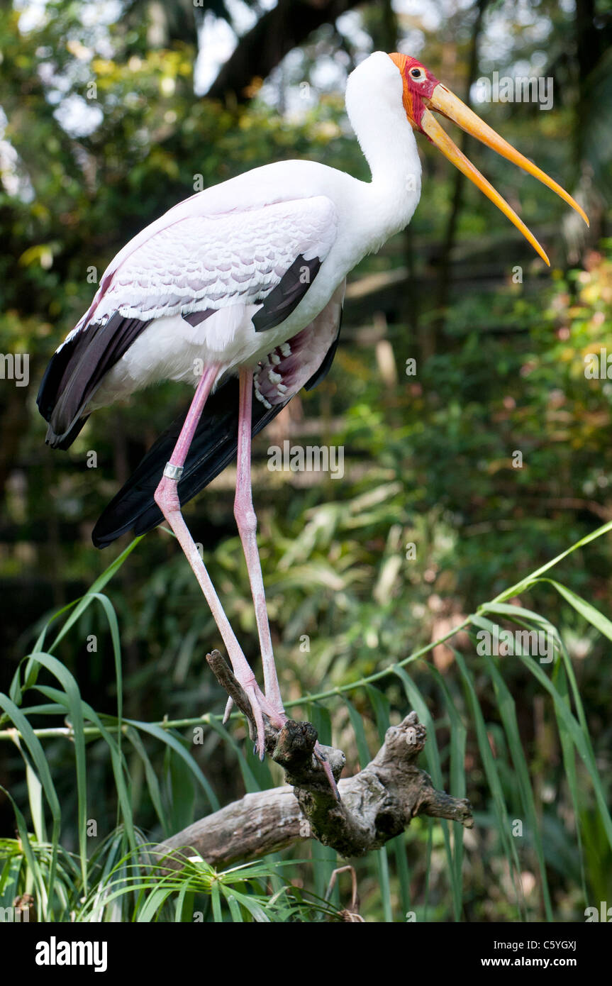 Squawking parrot hires stock photography and images Alamy