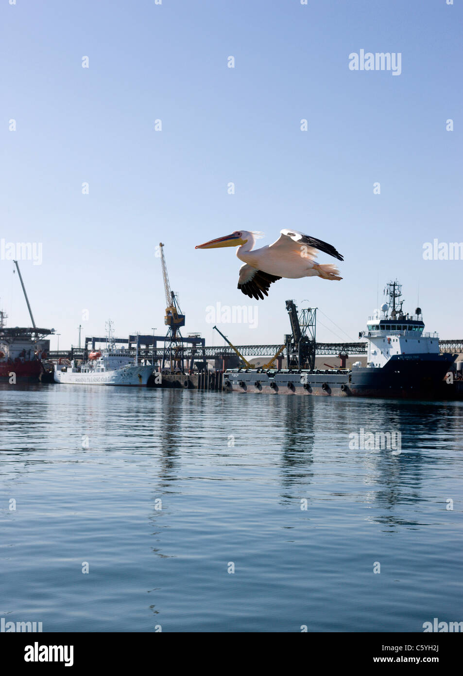 A lone great white pelican flies over the port. Walvis Bay, Swakopmund, Namibia. Stock Photo