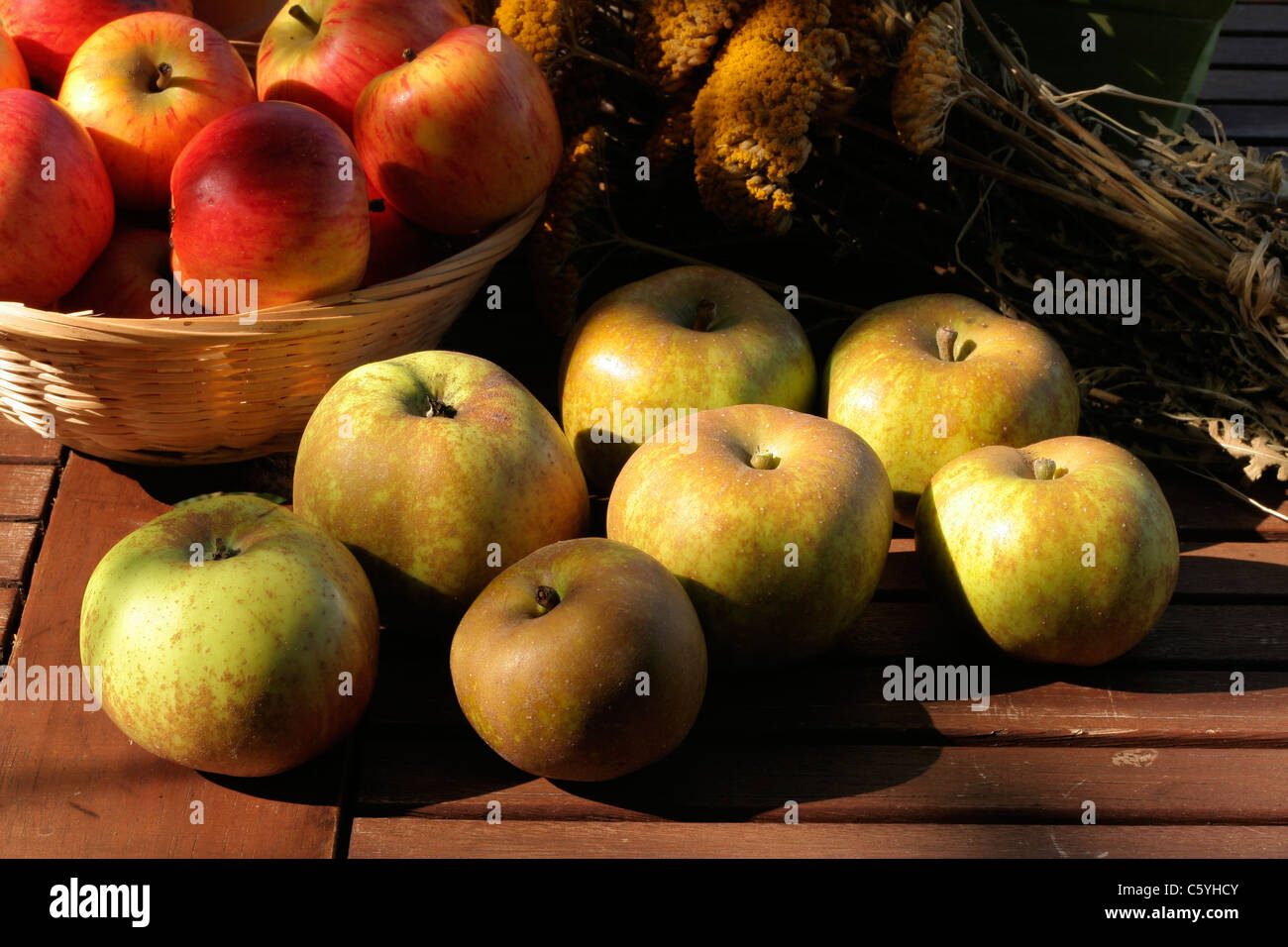 Apples (Queen pipiin or in french : Reine des Reinettes and Reinette Grise du Canada).  Suzanne 's garden, Le Pas, Mayenne, Pays de la Loire, France. Stock Photo