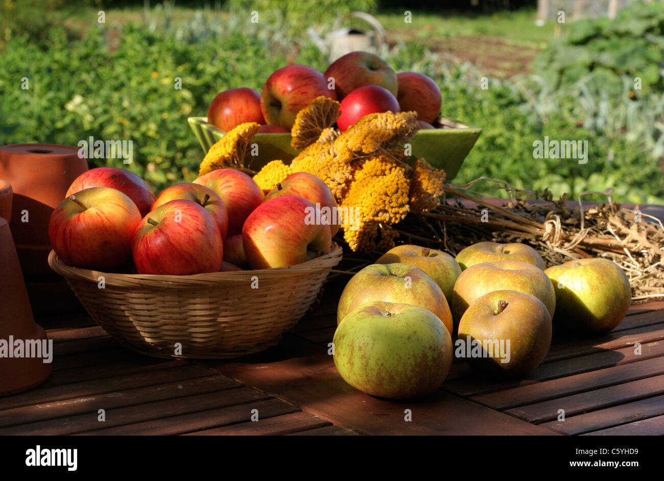 Apples (Queen pipiin or in french : Reine des Reinettes and Reinette Grise du Canada).  Suzanne 's garden, Le Pas, Mayenne, Pays de la Loire, France. Stock Photo