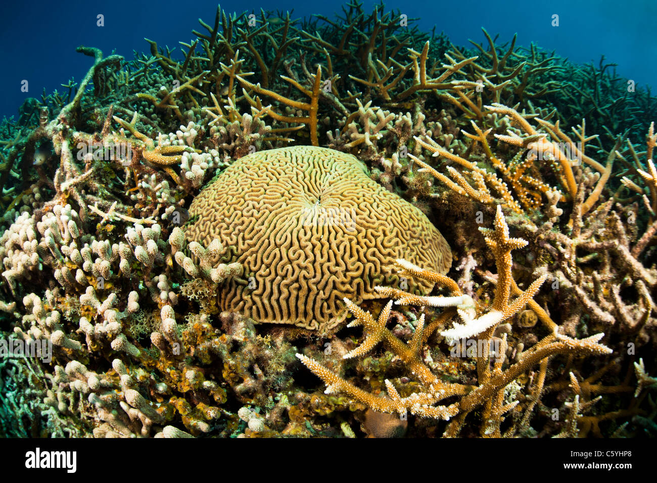 Brain coral in field of staghorn and other corals at the Valley of the Kings Dive Location off the island of Roatan, Honduras. Stock Photo