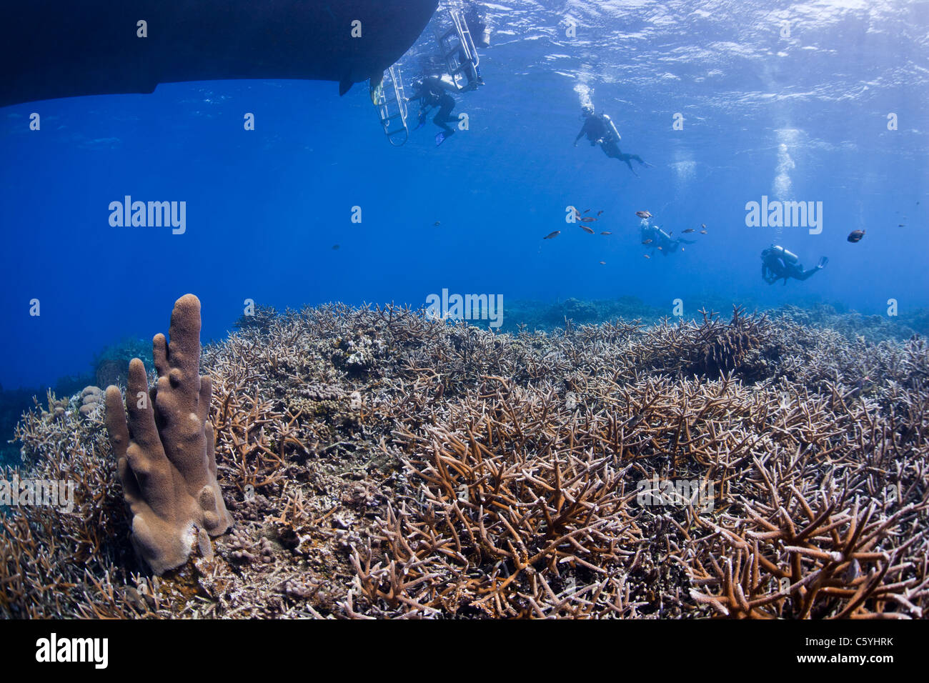 Scuba divers climbing onto a dive boat anchored over a tropical coral reef off the island of Roatan, Honduras. Stock Photo