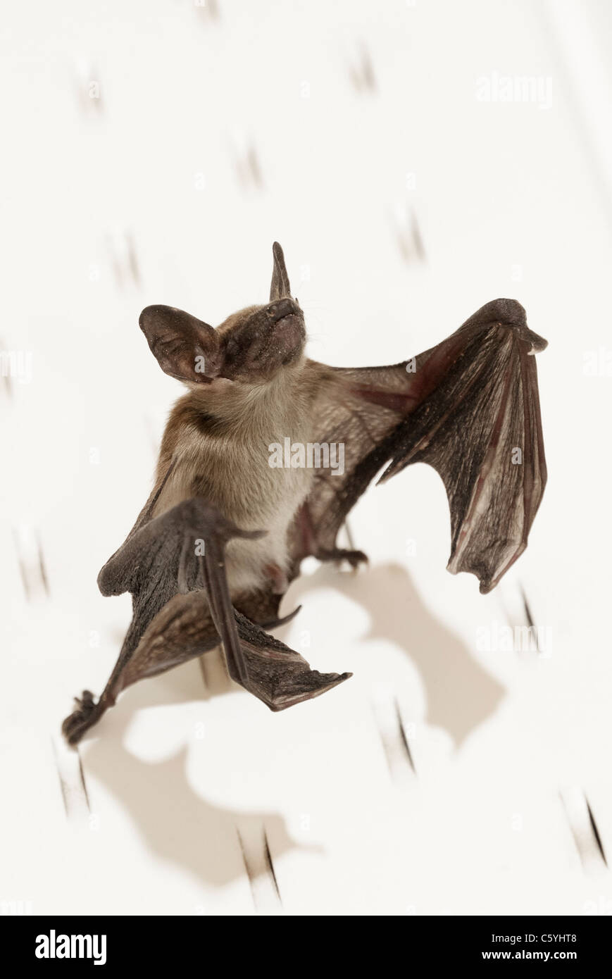 Myotis Bat Stock Photo