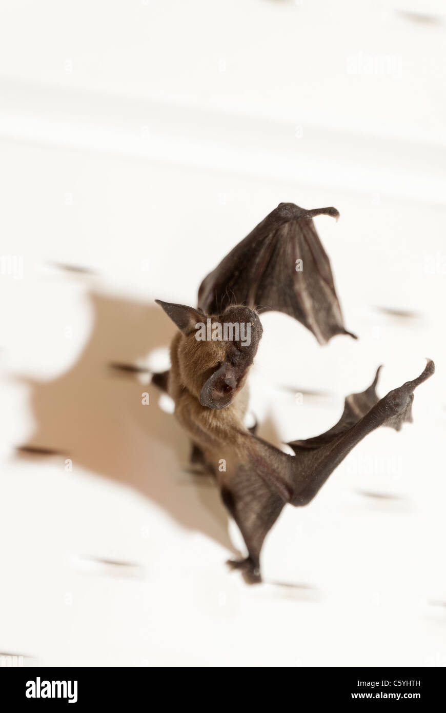 Little brown bat myotis lucifugus hi-res stock photography and images ...