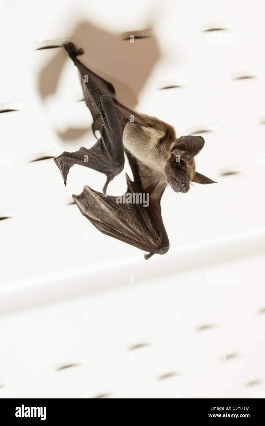 The little brown Myotis Bat using long ears to detect stationary insects Stock Photo