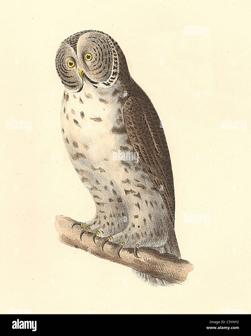The Great Grey Owl, Spectral Owl, Lapland Owl, Spruce Owl, Bearded Owl, Sooty Owl  (Syrnium cinereum, Strix nebulosa) vintage bird lithograph, De Kay Stock Photo