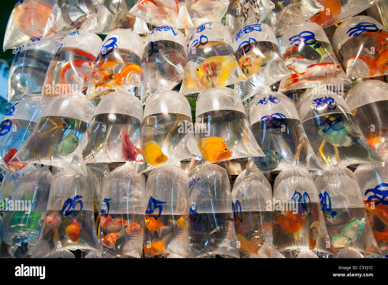 The Goldfish Market in Tung Choi Street, Kowloon, Hong Kong Stock Photo