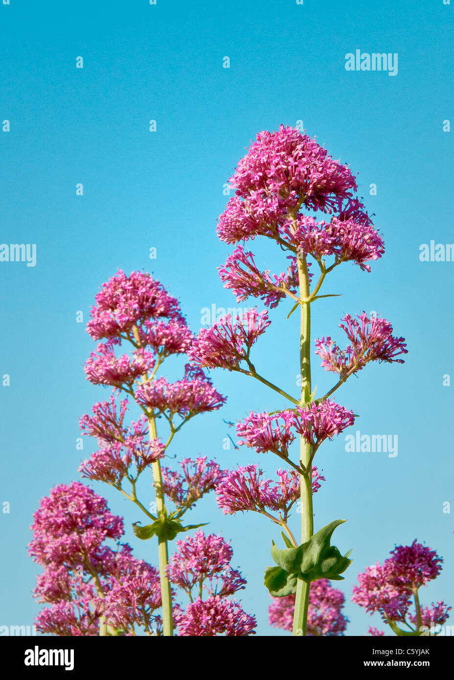 Purple spring flowers Stock Photo - Alamy