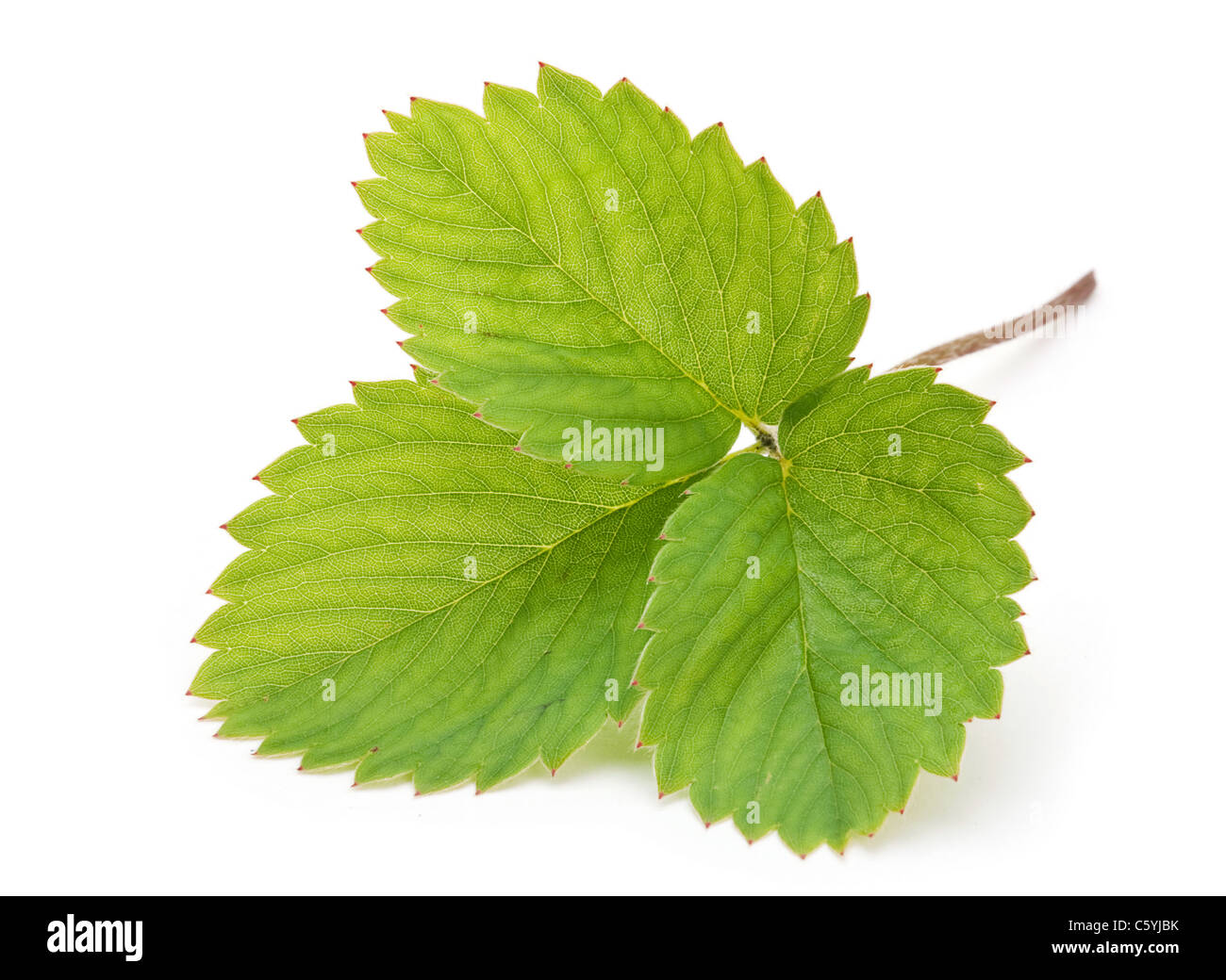 Strawberry green leave cloesup isolated on white background Stock Photo