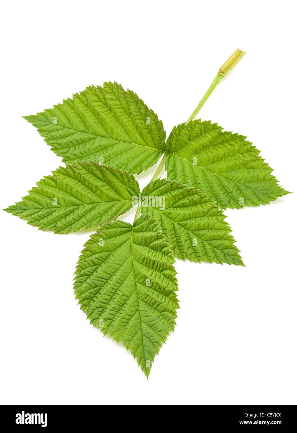 Raspberry green leave cloesup isolated on white background Stock Photo