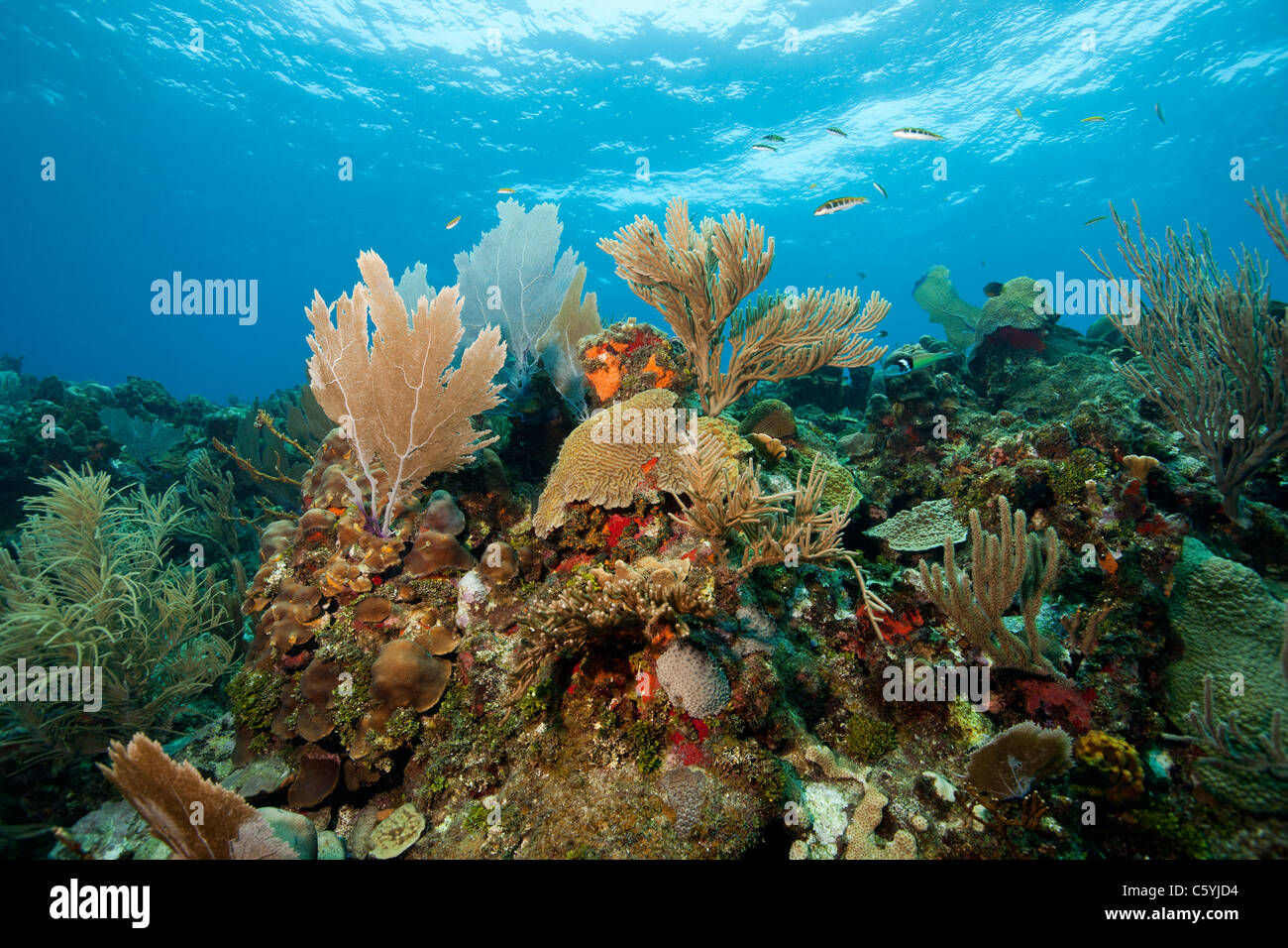 Common Sea Fan (Gorgonia ventalina) and other corals and sponges on a tropical reef off the island of Roatan, Honduras. Stock Photo