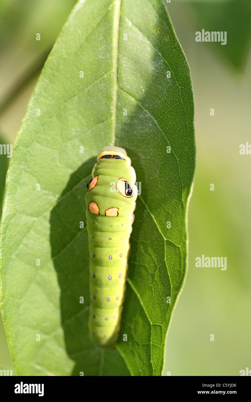 Spicebush swallowtail larva Stock Photo