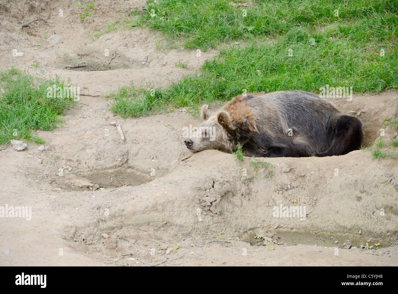 Brown bear (Ursus arctos) it is largest land predator who can achive 3 meters length and up to 800 kilograms weight. Stock Photo