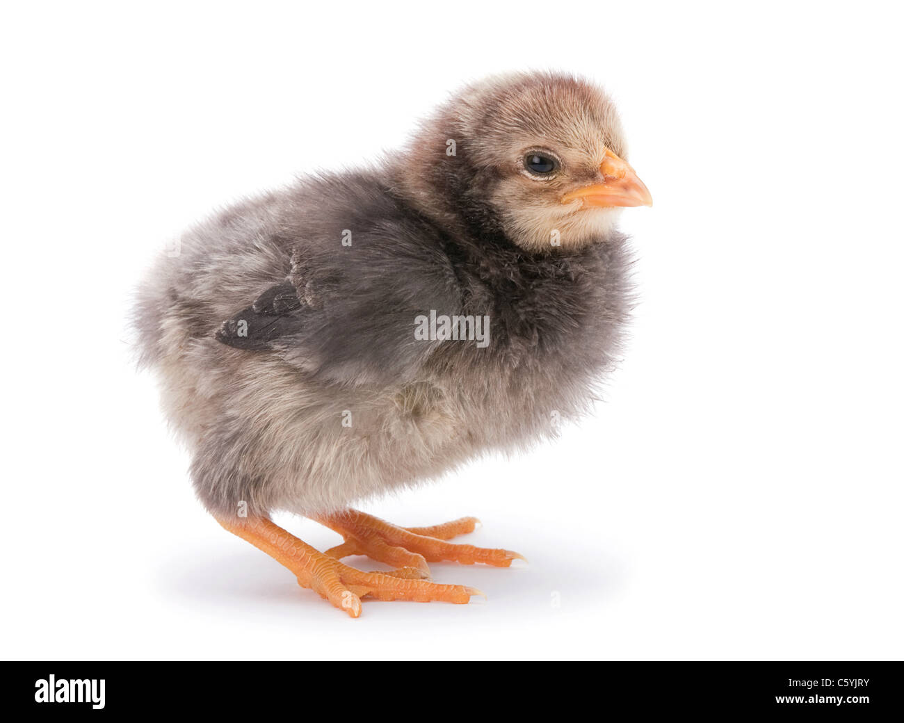 Baby chicken closeup isolated on white background Stock Photo