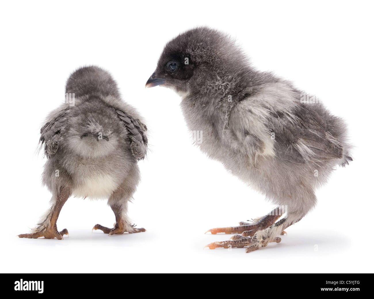 Baby Chicken Closeup Isolated On White Background Stock Photo - Alamy