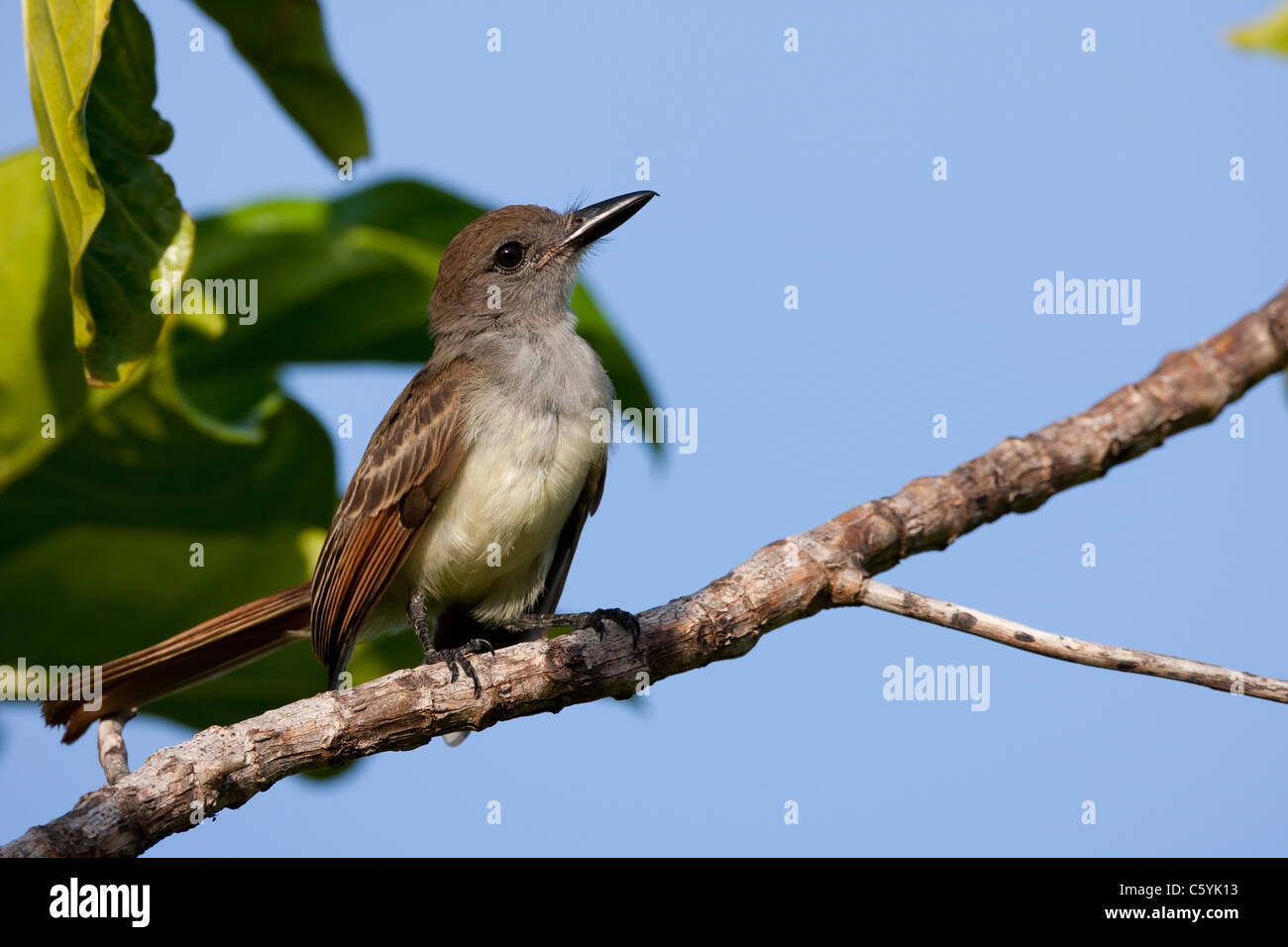 Brown-crested Flycatcher (Myiarchus tyrannulus insularum), juvenile on a branch Stock Photo