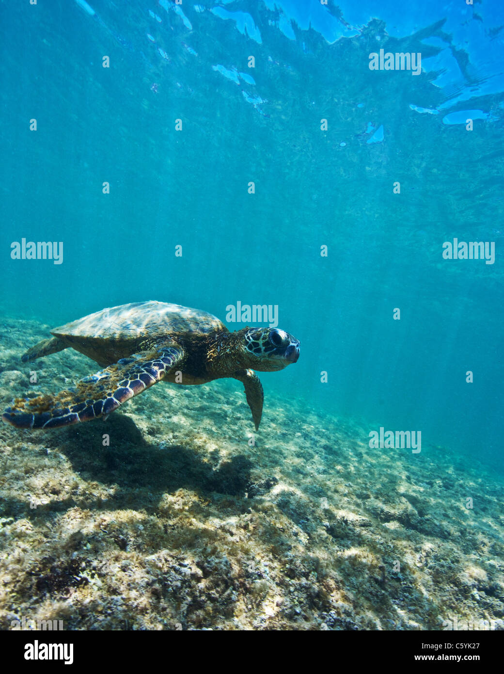 swimming with the hawaiian sea turtle, Chelonia mydas Stock Photo