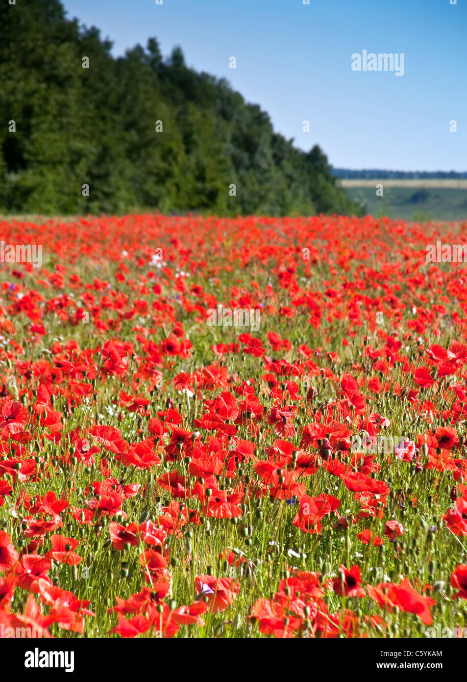 Field red poppy flowers hi-res stock photography and images - Alamy