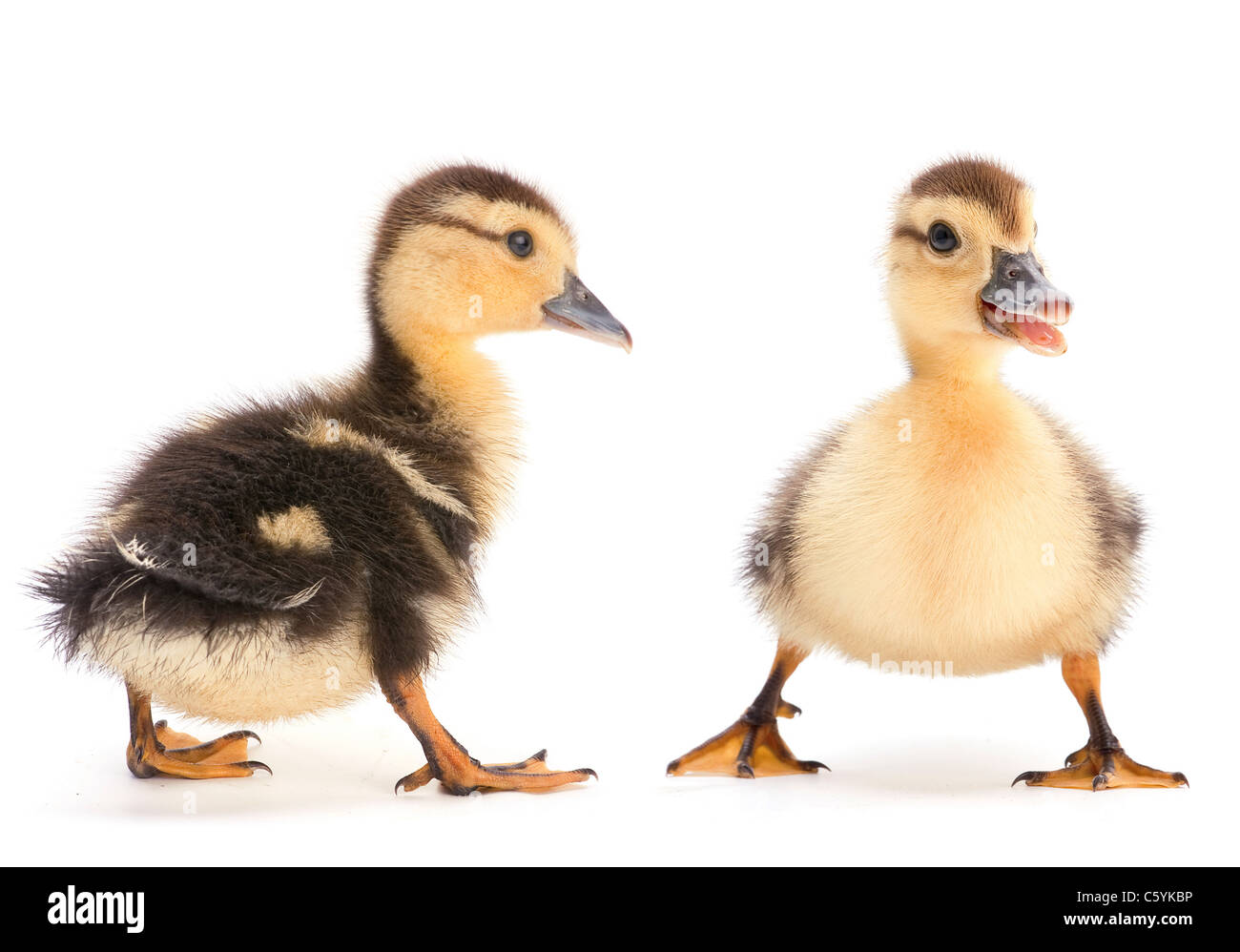 Brown duckling closeup on white background Stock Photo Alamy