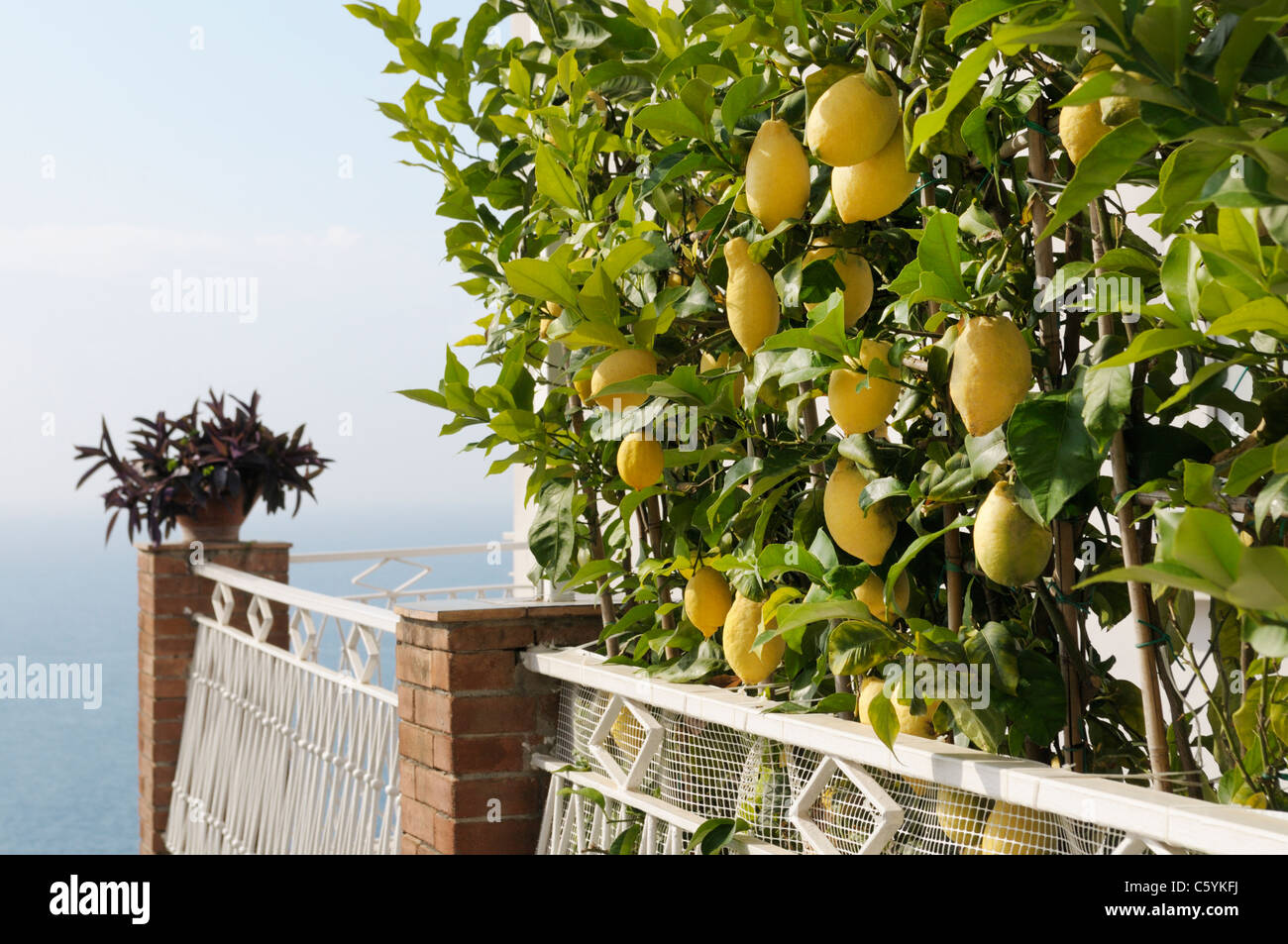 Lemon tree, Amalfi Coast, Italy Stock Photo