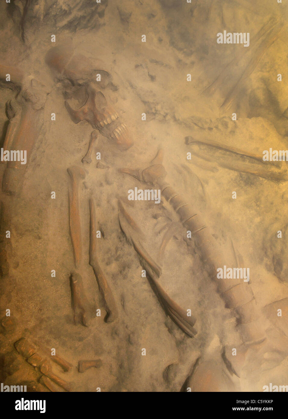 Skeleton of a victim, Herculaneum Stock Photo