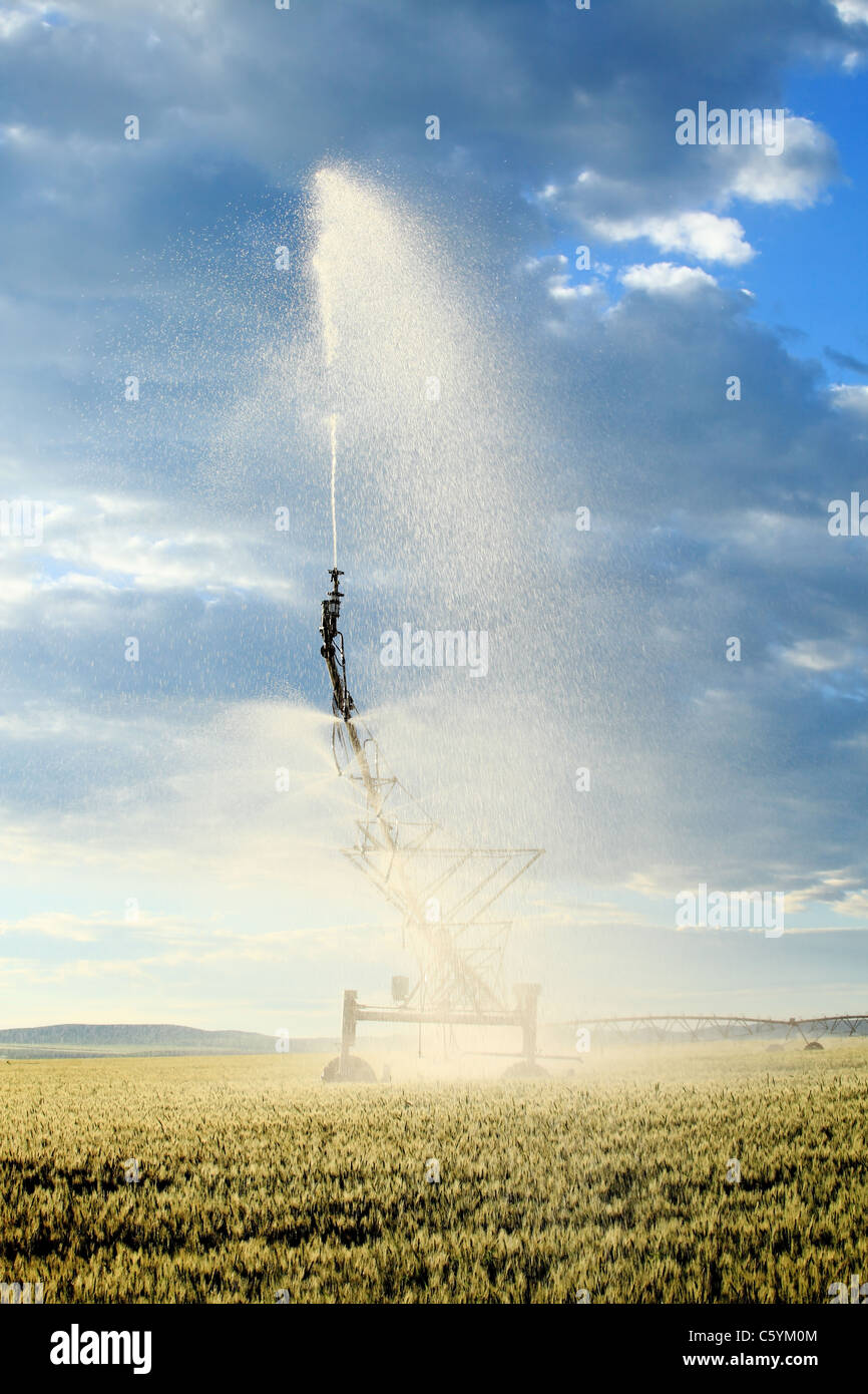 Center pivot sprinkler system. Stock Photo