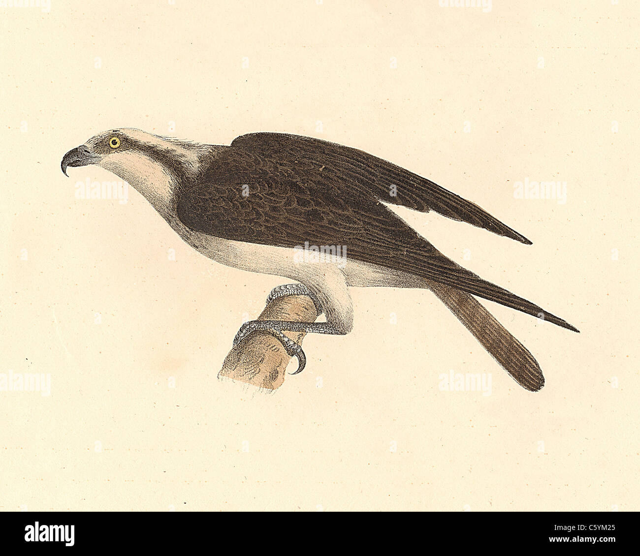 The Fish Hawk, Osprey, Sea Hawk, Fish Eagle  (Pandion carolinensis, Pandion haliaetus) vintage bird lithograph - James De Kay, Zoology of NY, Birds Stock Photo