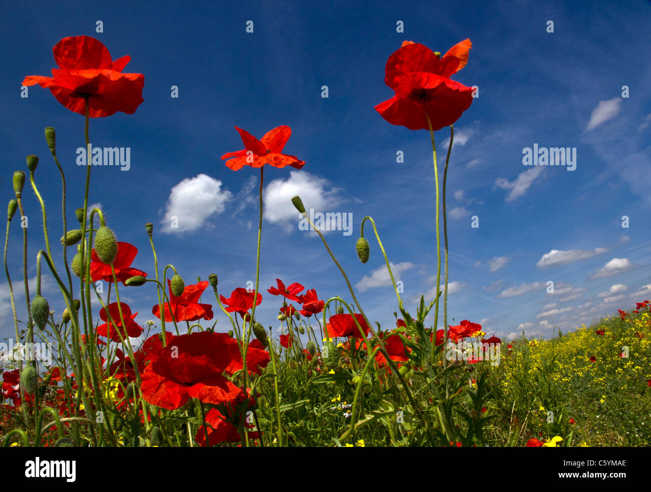 Poppy and wildflower field near Heather, Leicestershire. 14th June 2011. Stock Photo