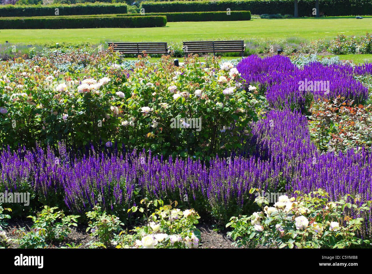 Valby Park Denmark Valby park roses hi-res stock photography and images - Alamy