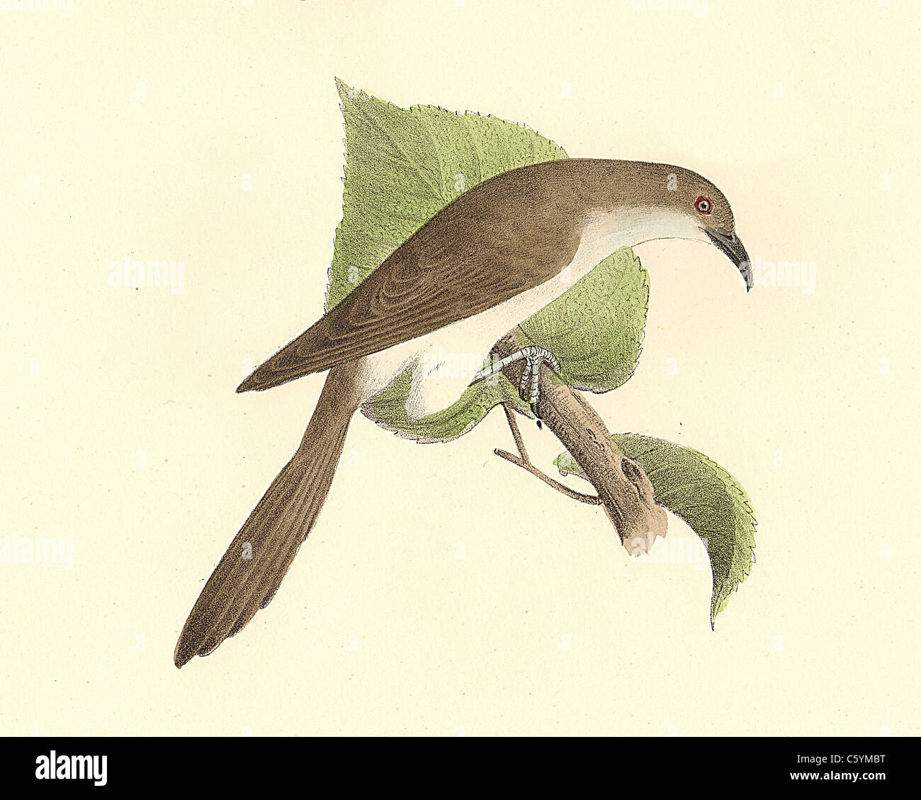 The Black-billed Cuckoo(Coccyzus erythrophthalmus) vintage bird lithograph - James De Kay, Zoology of New York, or the New-York Fauna, Part II, Birds Stock Photo