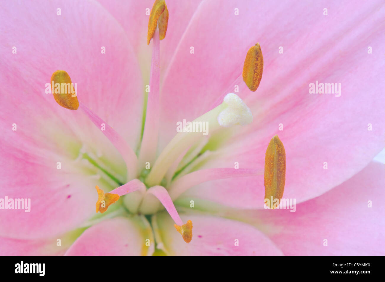 pink daylily or hemerocallis flower closeup in full bloom Stock Photo