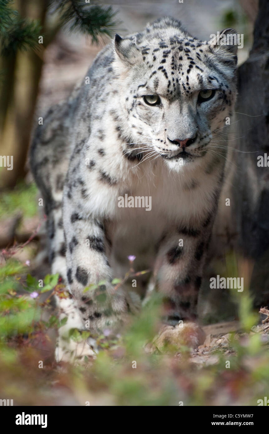 Male snow leopard in undergrowth Stock Photo