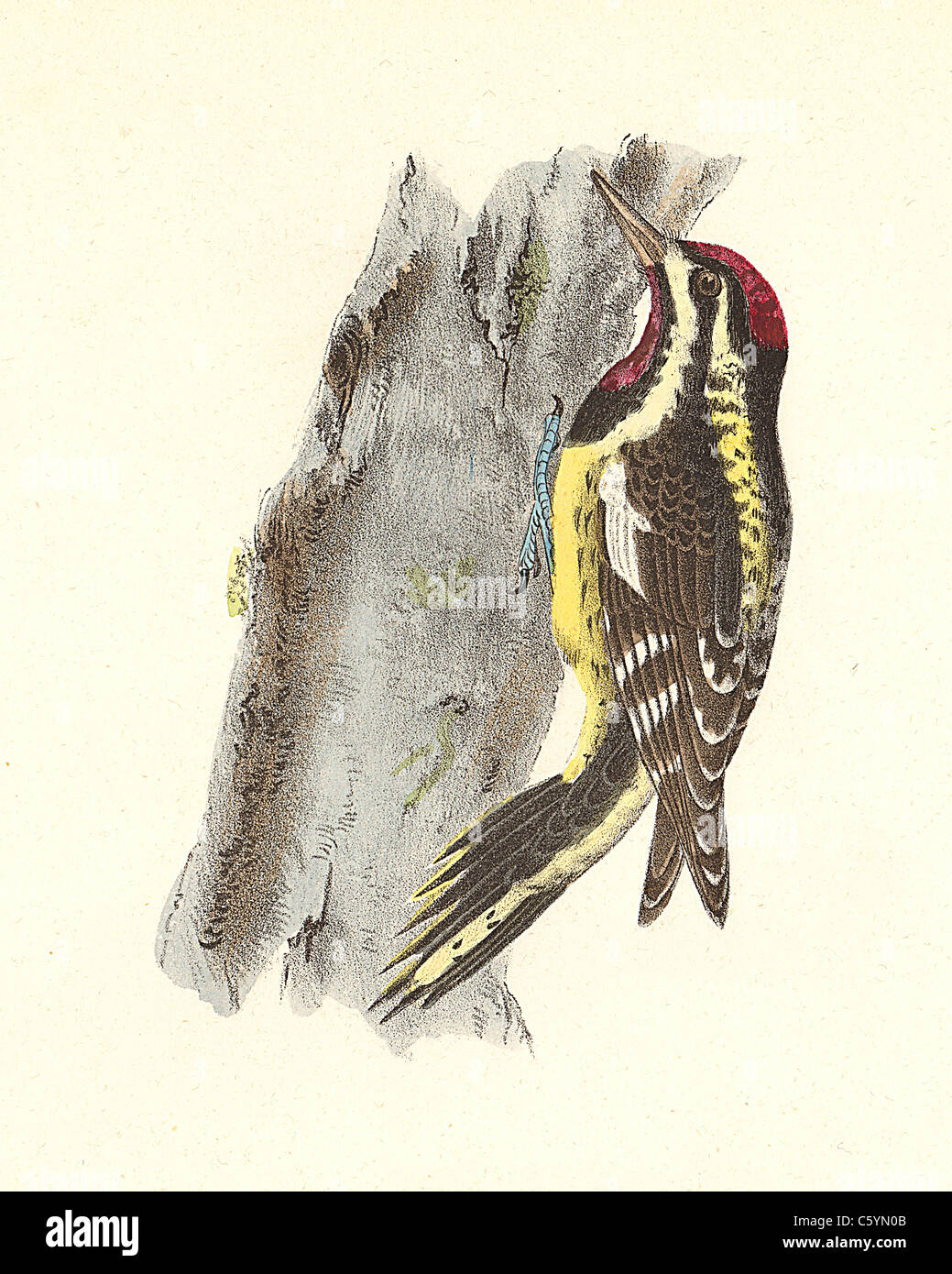 The Yellow-bellied Woodpecker, Yellow-bellied Sapsucker (Picus varius, Sphyrapicus varius) vintage bird lithograph, James De Kay, Zoology of NY, Birds Stock Photo