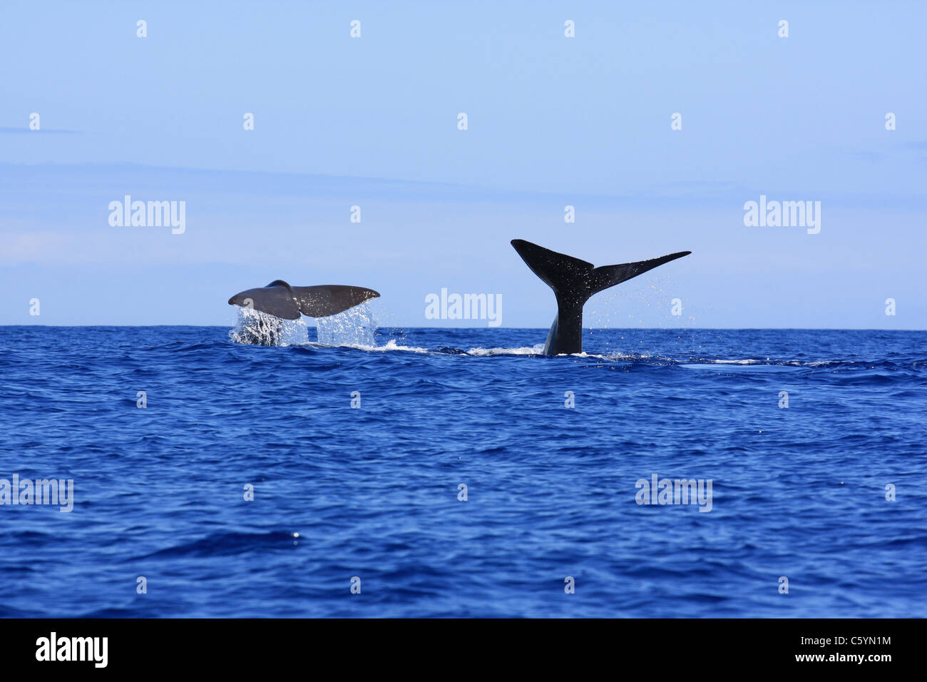 Two Sperm Whale diving together showing their tail in pico island azores Stock Photo