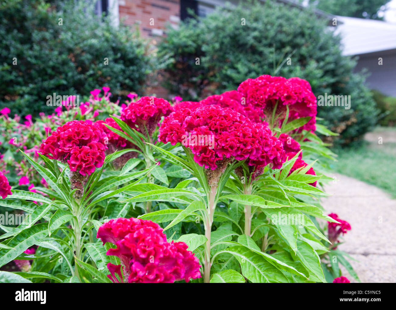 Plumed cockscomb (Celosia argentea) flowers in front of house Stock Photo