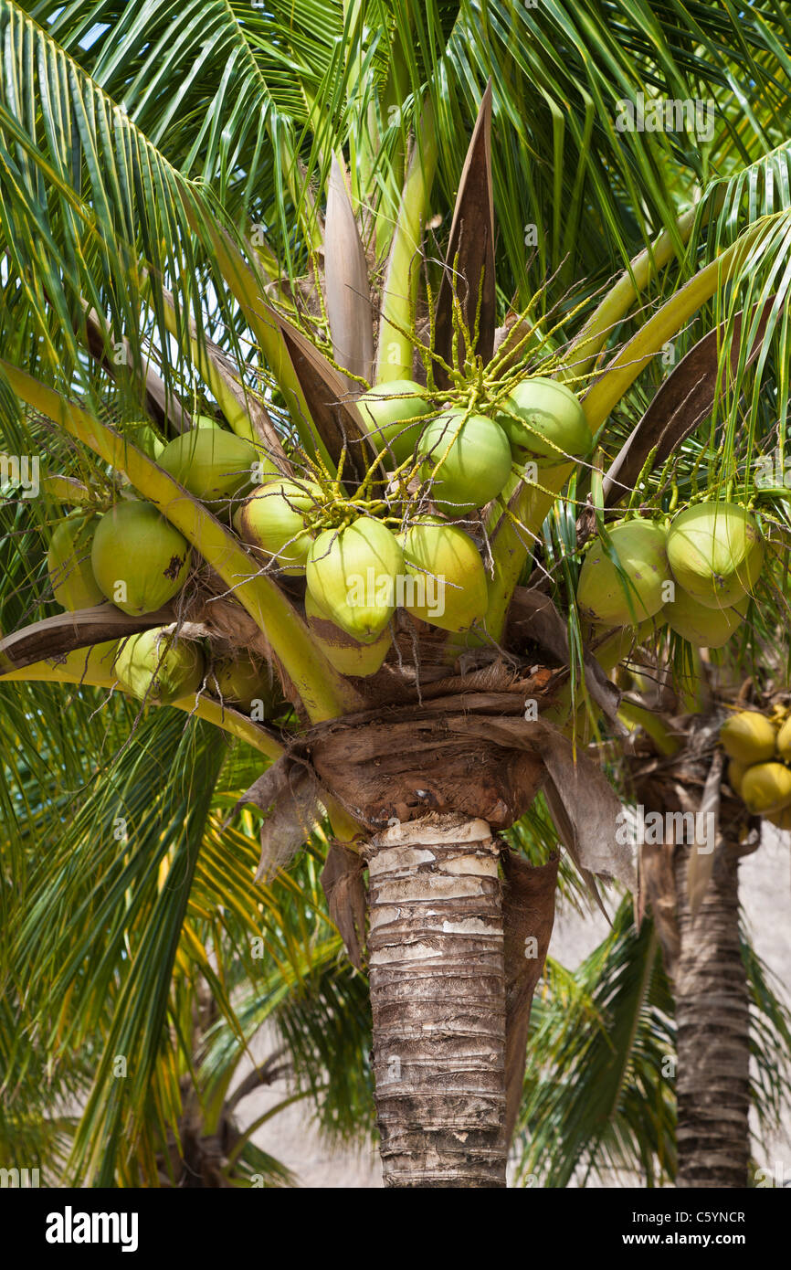 Coconuts in trees at Cozumel, Mexico in the Caribbean Sea Stock Photo