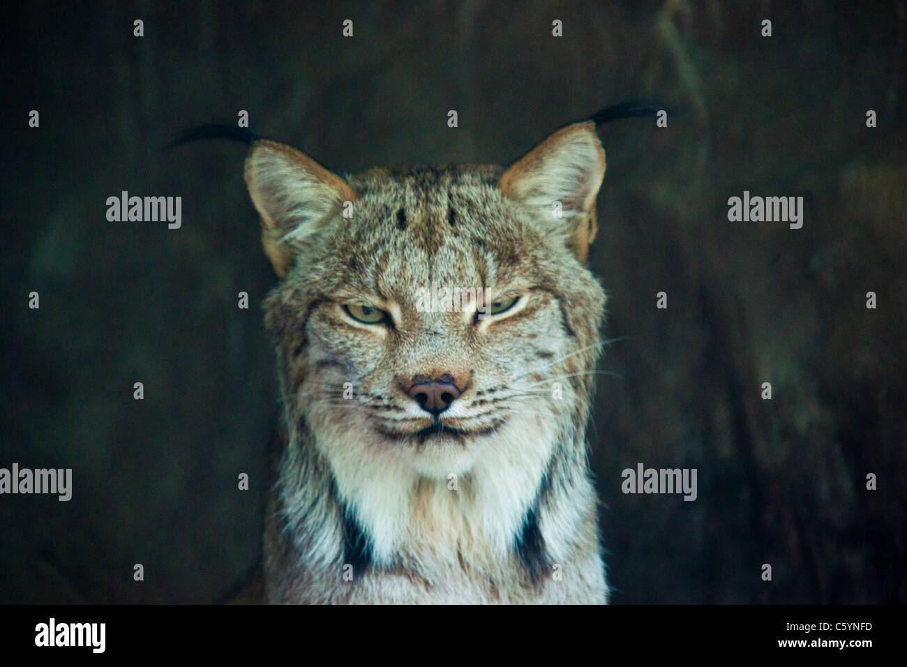 Canadian Lynx Stock Photo