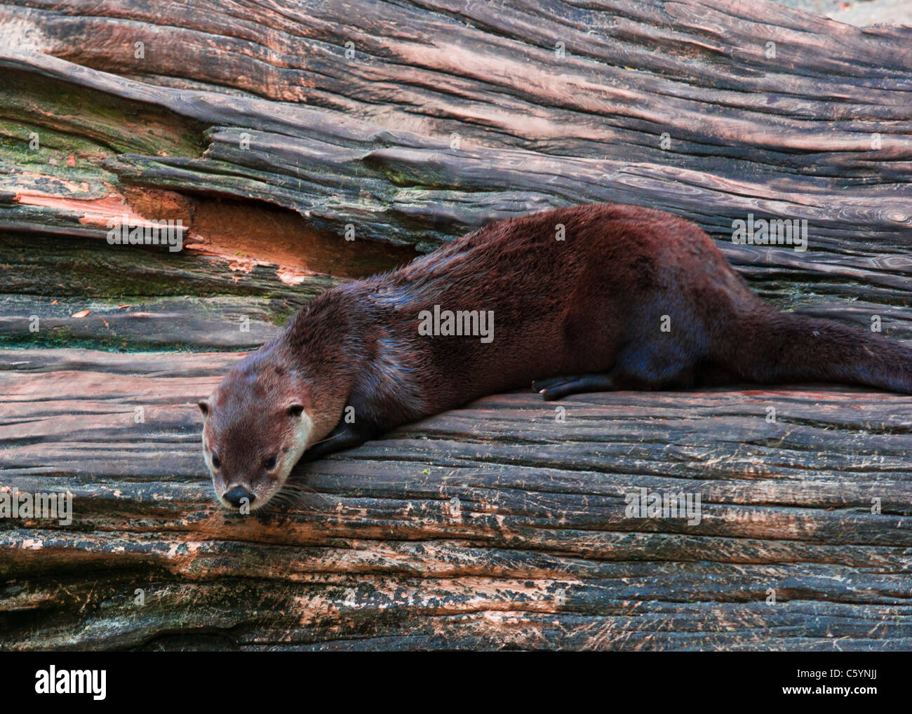 North American River Otter Stock Photo