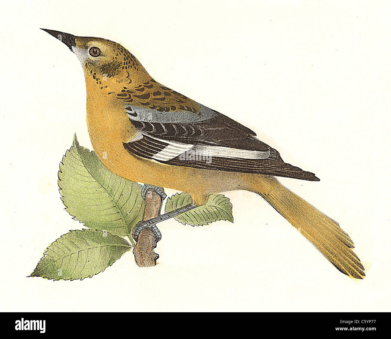 The Golden Oriole or Baltimore Oriole, female (Icterus baltimore, Icterus galbula) vintage bird lithograph - James De Kay, Zoology of NY, Birds Stock Photo
