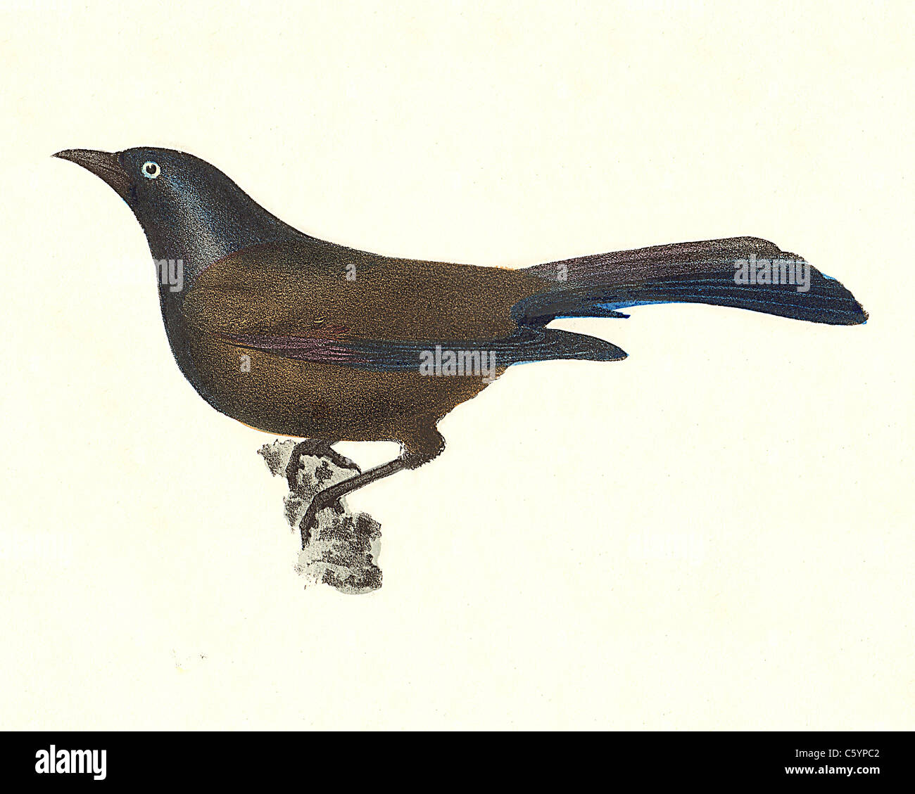 Blackbird Ordinary Fake Id