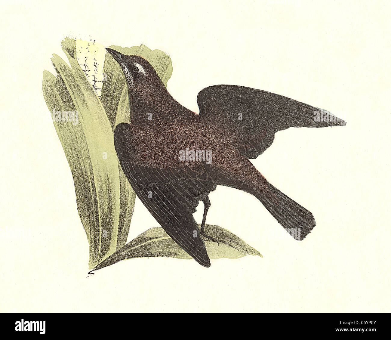 The Rusty Crow Blackbird, Rusty Blackbird, Rusty Grackle (Quiscalus ferrugineus, Euphagus carolinus) vintage bird lithograph - James De Kay, NY Birds Stock Photo